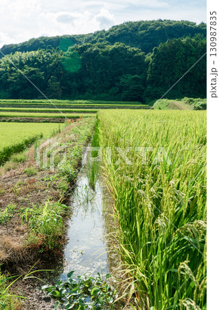 田圃　水路 130987835