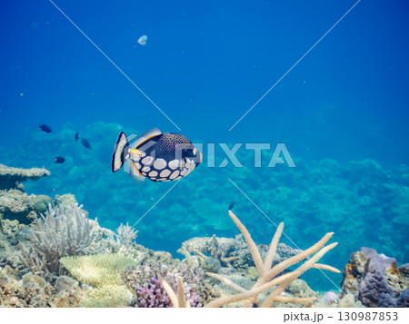 奇妙なモンガラカワハギ(モンガラカワハギ科)他。美しいサンゴ礁と熱帯魚の群れ。 沖縄県島尻郡慶良間諸 奇妙なモンガラカワハギ(モンガラカワハギ科)他。美しいサンゴ礁と熱帯魚の群れ。 沖縄県島尻郡慶良間諸 130987853