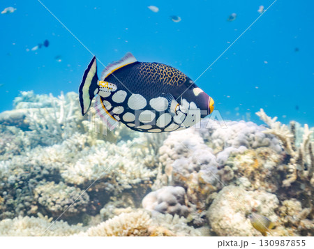 奇妙なモンガラカワハギ(モンガラカワハギ科)他。美しいサンゴ礁と熱帯魚の群れ。 沖縄県島尻郡慶良間諸 奇妙なモンガラカワハギ(モンガラカワハギ科)他。美しいサンゴ礁と熱帯魚の群れ。 沖縄県島尻郡慶良間諸 130987855