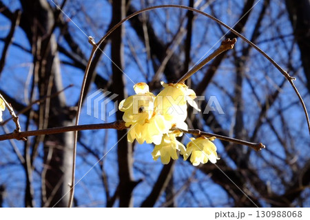 陽射しを浴びて輝くロウバイの花 【相模原市津久井 2月】 陽射しを浴びて輝くロウバイの花 【相模原市津久井 2月】 130988068