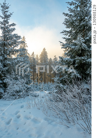 Snow covered forest in Sumava with trees wrapped in white snow and deep snowdrifts, illuminated by the warm colors of the setting sun, creating a calm winter landscape. Snow covered forest in Sumava with trees wrapped in white snow and deep snowdrifts, illuminated by the warm colors of the setting sun, creating a calm winter landscape. 130988129