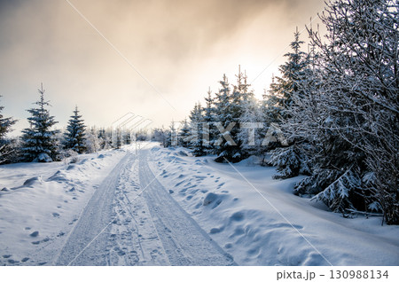 Snow covered forest in Sumava with trees wrapped in white snow and deep snowdrifts, illuminated by the warm colors of the setting sun, creating a calm winter landscape. 130988134