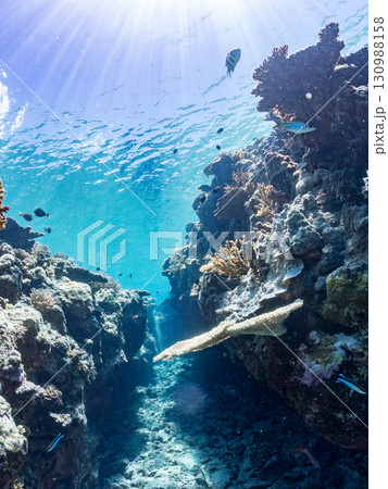 デバスズメダイ、ミスジリュウキュウスズメダイ他の群れ。巨大なサンゴ礁と熱帯魚の群れ。 沖縄県嘉比島 130988158