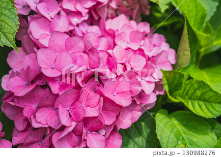 袋井市の法多山尊永寺の紫陽花(静岡県) 袋井市の法多山尊永寺の紫陽花(静岡県) 130988276