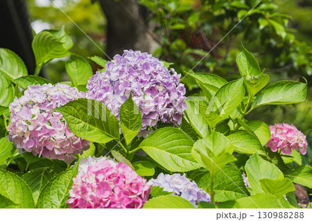 袋井市の法多山尊永寺の紫陽花(静岡県) 袋井市の法多山尊永寺の紫陽花(静岡県) 130988288
