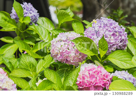 袋井市の法多山尊永寺の紫陽花(静岡県) 130988289