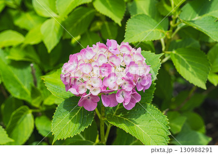 袋井市の法多山尊永寺の紫陽花(静岡県) 袋井市の法多山尊永寺の紫陽花(静岡県) 130988291