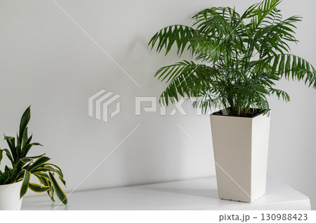 Discover Elegant Indoor Plants That Enhance Minimalist Decor with Their Natural Beauty and Style Discover Elegant Indoor Plants That Enhance Minimalist Decor with Their Natural Beauty and Style 130988423