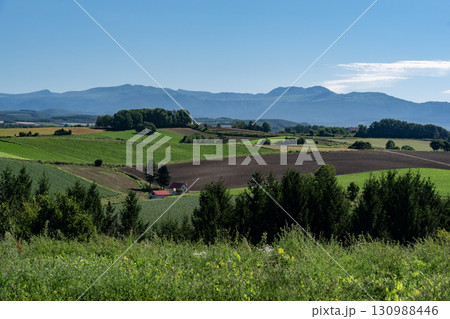 夏の美瑛の丘 130988446