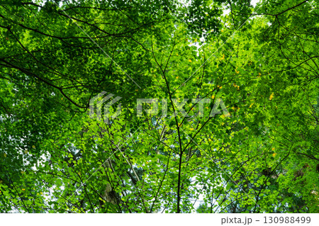 森林に立つ桂の木 130988499