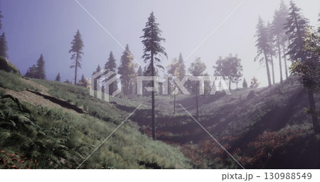 A serene hillside landscape shows tall evergreen trees surrounded by lush greenery. Soft morning light filters through the trees, highlighting the natural beauty of the scene. 130988549