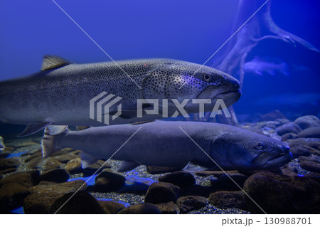 幻の魚イトウ 幻の魚イトウ 130988701