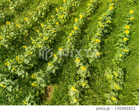 地元のお百姓さんがボランティアで運営しているひまわり畑。ヒリゾ浜中木南伊豆町伊豆半島静岡県2025 地元のお百姓さんがボランティアで運営しているひまわり畑。ヒリゾ浜中木南伊豆町伊豆半島静岡県2025 130988852