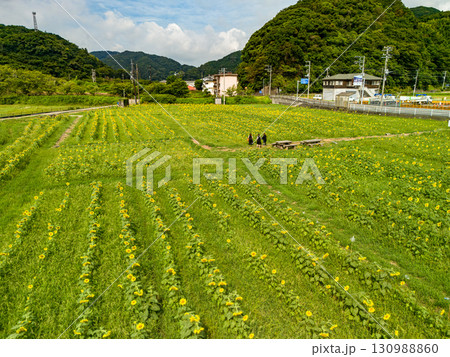 地元のお百姓さんがボランティアで運営しているひまわり畑。ヒリゾ浜中木南伊豆町伊豆半島静岡県2025 130988860