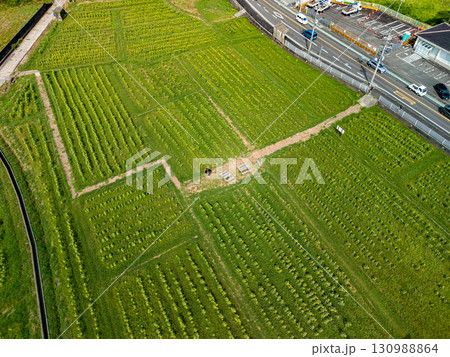 地元のお百姓さんがボランティアで運営しているひまわり畑。ヒリゾ浜中木南伊豆町伊豆半島静岡県2025 地元のお百姓さんがボランティアで運営しているひまわり畑。ヒリゾ浜中木南伊豆町伊豆半島静岡県2025 130988864