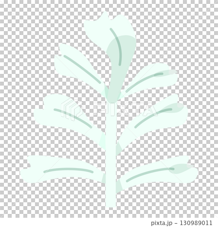 クリスマス装飾に使えるシロタエギクの葉っぱイラスト 130989011