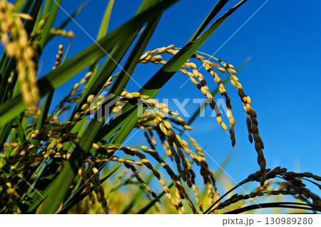 実った稲穂C 130989280
