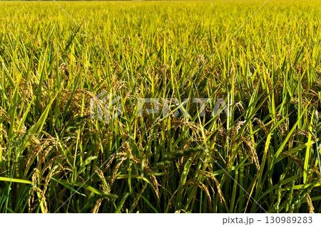 収穫間近の稲穂B 130989283