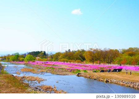 芝桜 シバザクラ しばざくら 立谷川 桜 山形市 芝桜 シバザクラ しばざくら 立谷川 桜 山形市 130989310