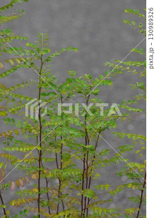 ナガエコミカンソウの花と実・2025年8月 ナガエコミカンソウの花と実・2025年8月 130989326