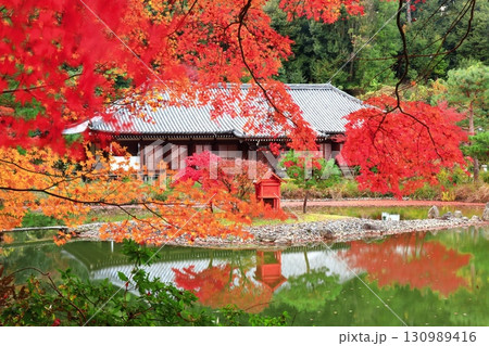 【京都府】晴天の浄瑠璃寺庭園の本堂と紅葉 130989416