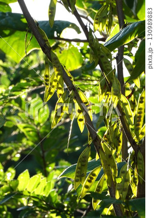 朝日に透けて見えるハナズオウの種子・2025年㋇　 130989883
