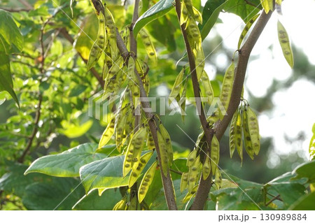 朝日に透けて見えるハナズオウの種子・2025年㋇ 朝日に透けて見えるハナズオウの種子・2025年㋇ 130989884