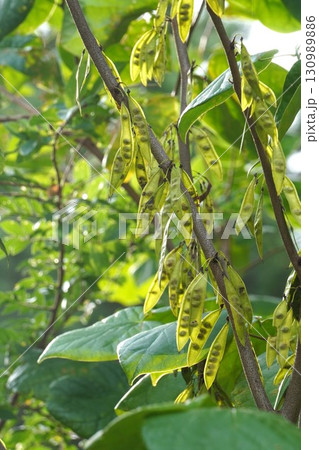 朝日に透けて見えるハナズオウの種子・2025年㋇　 130989886