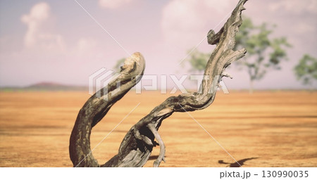 A uniquely twisted tree trunk captures attention in a dry, expansive landscape. The vibrant blue sky contrasts beautifully with the muted earth tones of the ground, showcasing natures resilience. 130990035