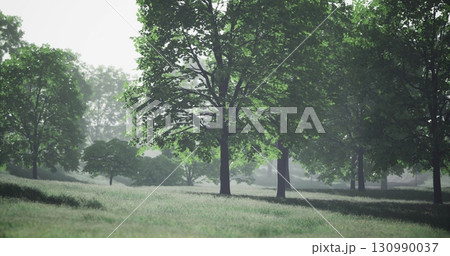 A serene forest unfolds with tall, vibrant trees casting gentle shadows over a lush grassy expanse. The morning light filters through leaves, creating a peaceful ambiance. 130990037
