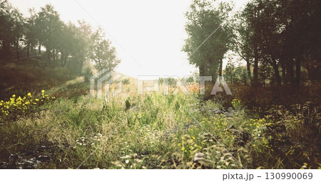 A serene meadow comes alive as soft morning light illuminates vibrant wildflowers and lush greenery. Tall grasses sway gently, creating a peaceful and calm atmosphere in nature. 130990069