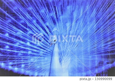 クジャク クジャク 130990099