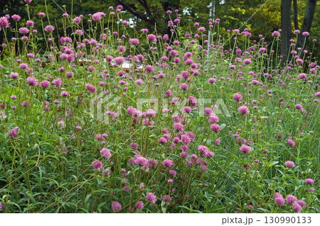 センニチコウの花・2025年㋇ 130990133
