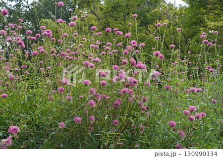 センニチコウの花・2025年㋇ センニチコウの花・2025年㋇ 130990134