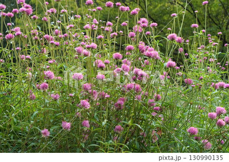 センニチコウの花・2025年㋇ 130990135