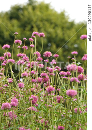 センニチコウの花・2025年㋇ 130990137