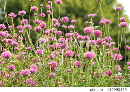 センニチコウの花・2025年㋇ センニチコウの花・2025年㋇ 130990139