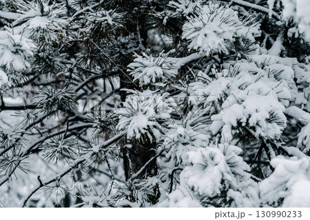 Winter park with white snowy branches, fir trees 130990233