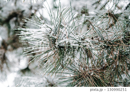 Winter park with white snowy branches, fir trees Winter park with white snowy branches, fir trees 130990251