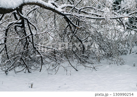 Winter park with white snowy branches, fir trees Winter park with white snowy branches, fir trees 130990254