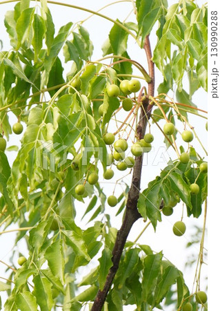 センダンの若い実・2025年㋇ 130990288
