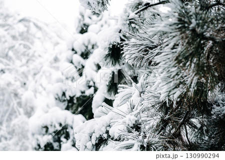 Winter park with white snowy branches, fir trees 130990294