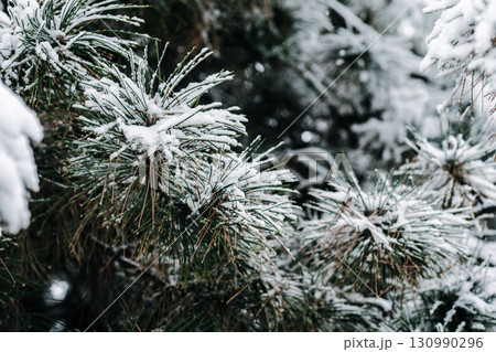 Winter park with white snowy branches, fir trees 130990296