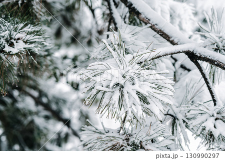 Winter park with white snowy branches, fir trees Winter park with white snowy branches, fir trees 130990297