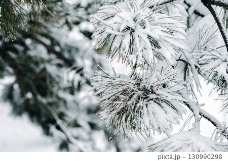 Winter park with white snowy branches, fir trees 130990298