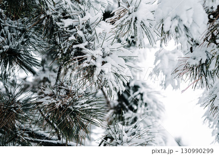Winter park with white snowy branches, fir trees Winter park with white snowy branches, fir trees 130990299