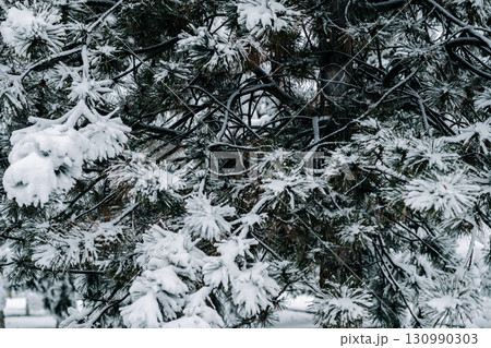 Winter park with white snowy branches, fir trees Winter park with white snowy branches, fir trees 130990303