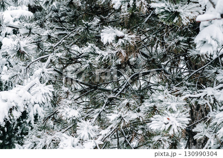 Winter park with white snowy branches, fir trees Winter park with white snowy branches, fir trees 130990304
