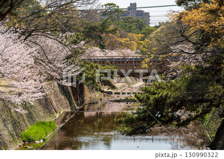 夙川公園の満開の桜並木、兵庫の桜名所。西宮市、兵庫県 夙川公園の満開の桜並木、兵庫の桜名所。西宮市、兵庫県 130990322