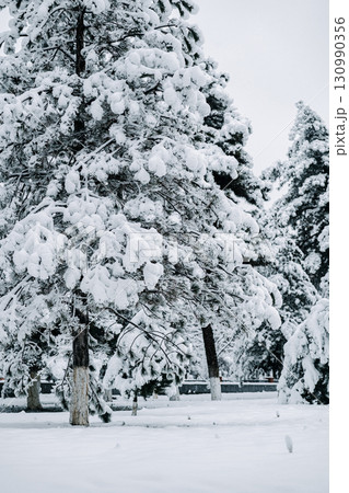 Winter park with white snowy branches, fir trees Winter park with white snowy branches, fir trees 130990356